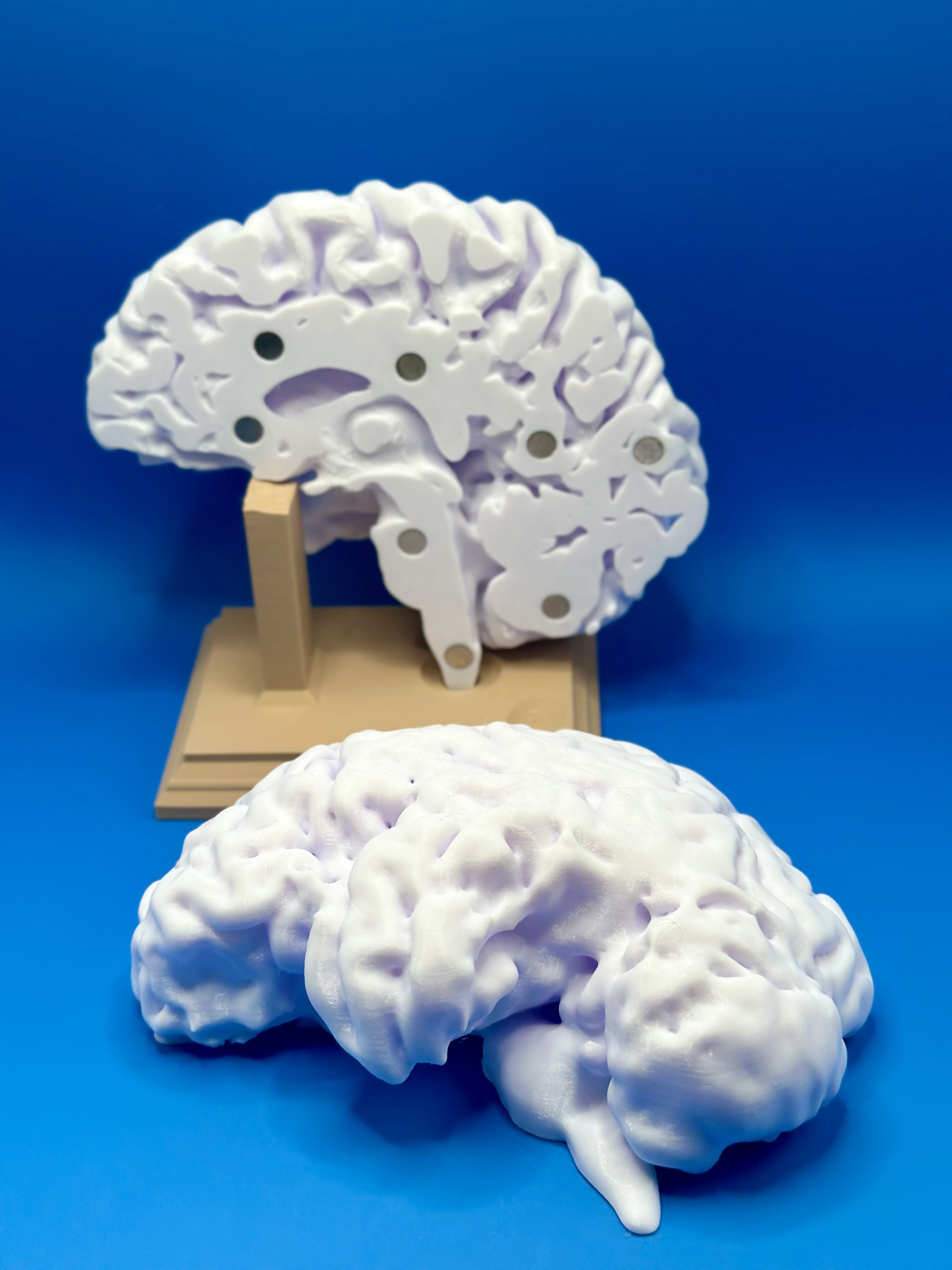 Brain 3D model